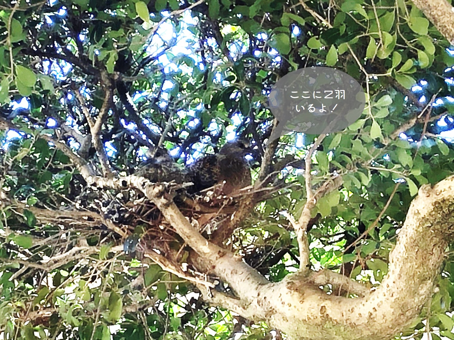 鳩の赤ちゃん